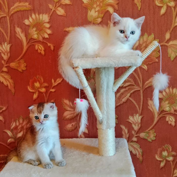 Девочка золотая Шиншила Скоттиш фолд