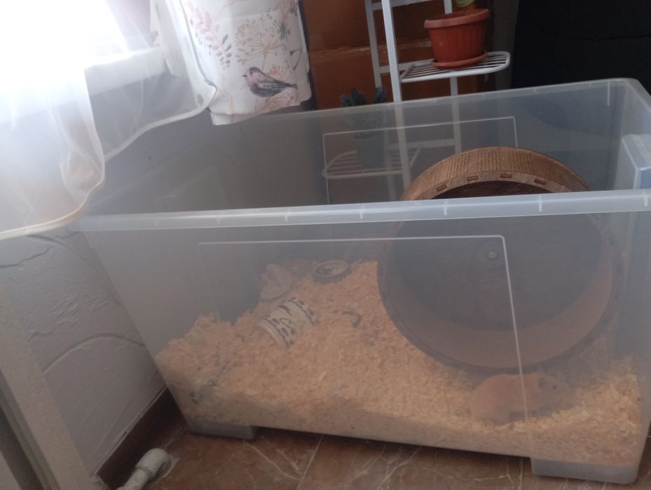 Девочка хомяк 1.5 месяцев