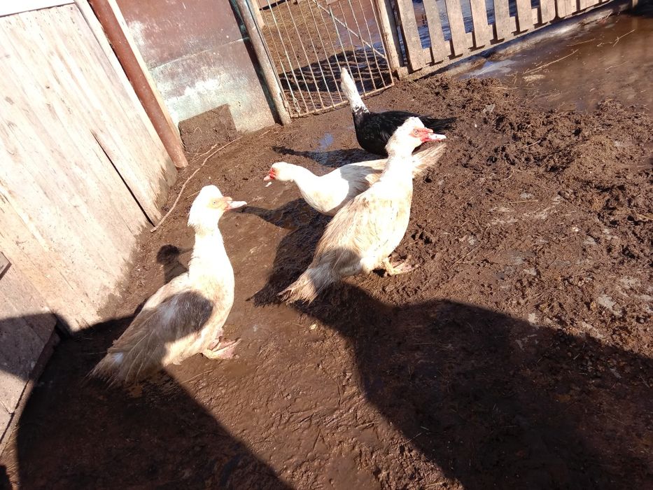 Продам индоутаков .