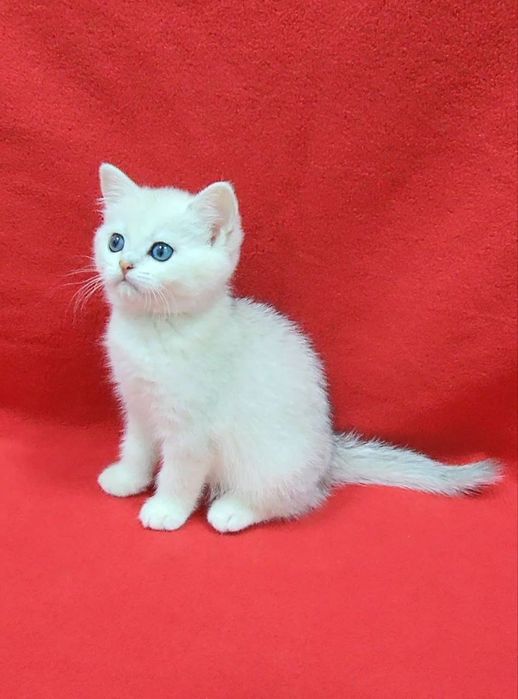 скоттиш страйт Серебристая шиншила девочка
