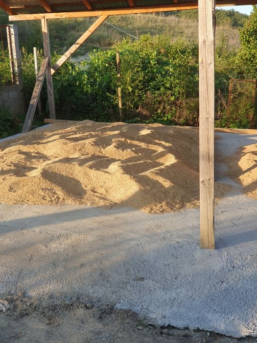 Grau și orzoaica productie 2025