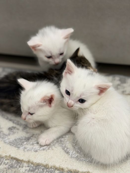 Котята смешанные