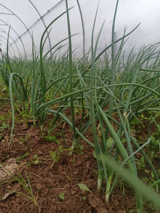 Ceapă verde proaspătă 100% naturală din grădină propie