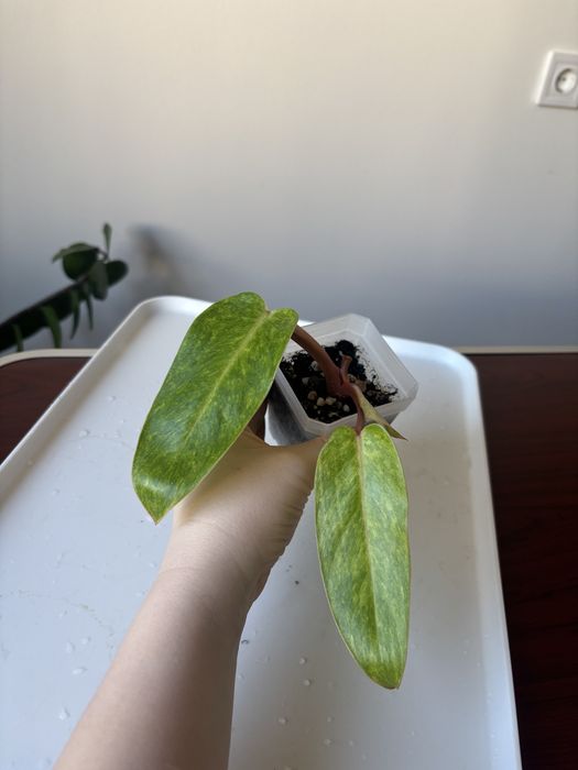 Филодендрон расписная леди