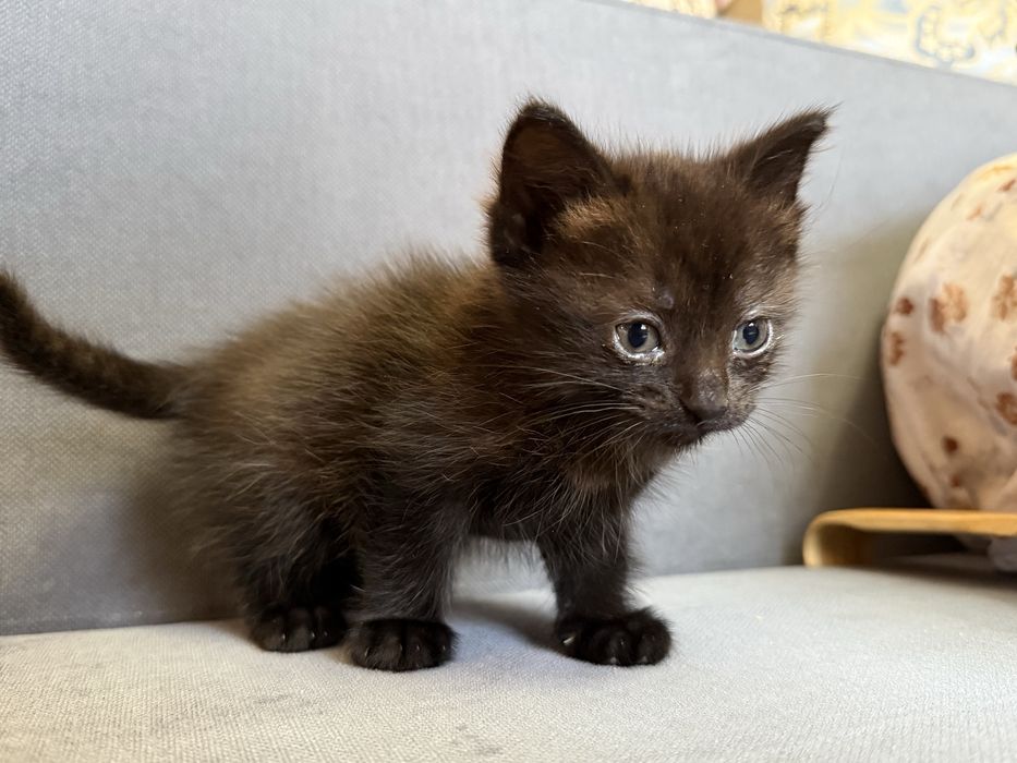 Отдам котенка