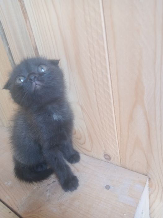 Продам вислоухого котенка
