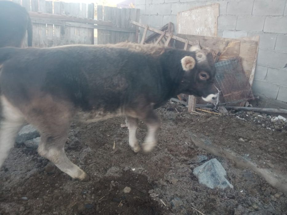 Бұқалар сатылады