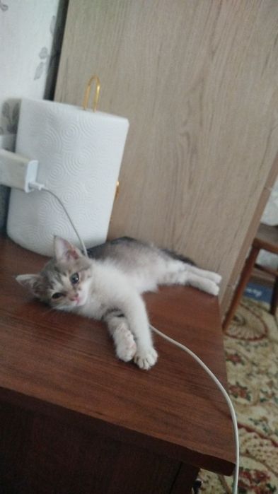 котята отдам даром