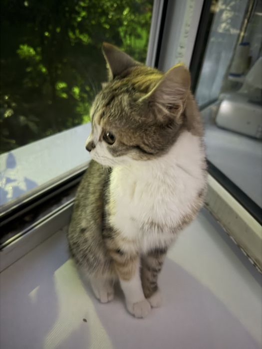 Отдам котенка в хорошие руки