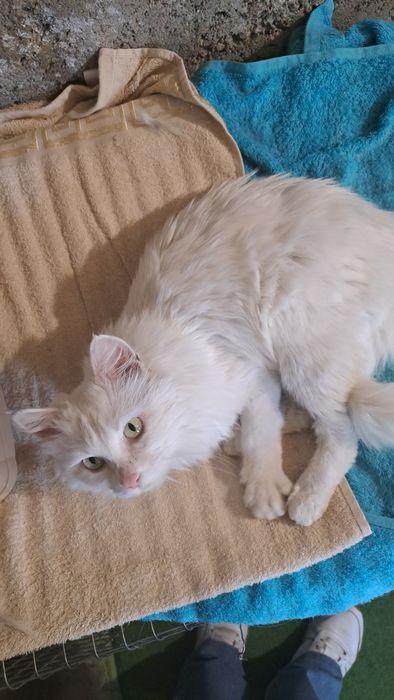 Алматы! Ищу дом кошке , отдам кошку