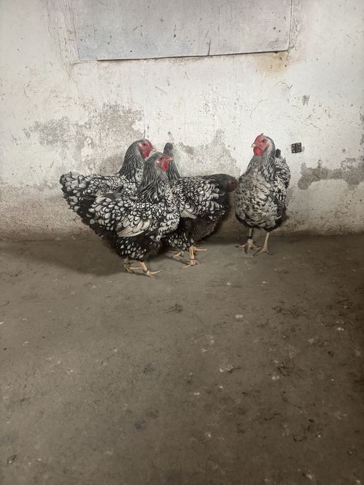 Vand gaini wyandotte argintiu