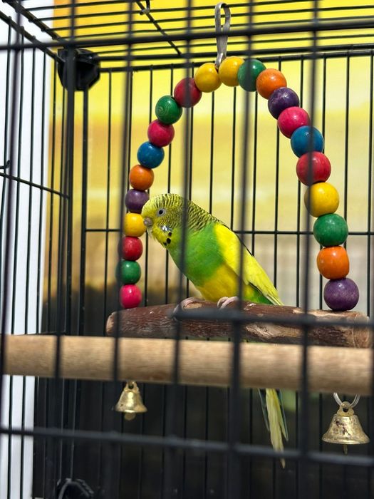 Попугай вместе с клеткой
