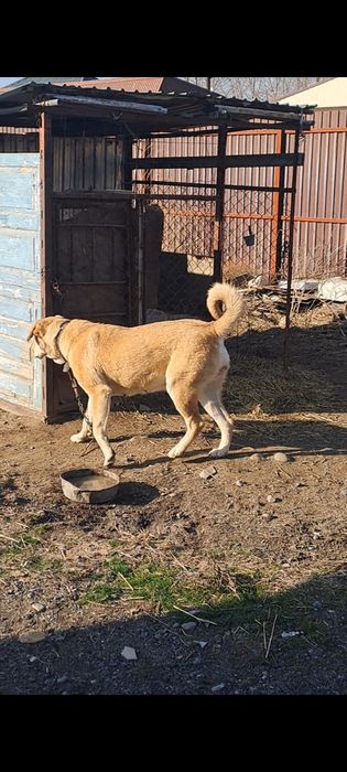 Сатылады Ұрғашы тяж