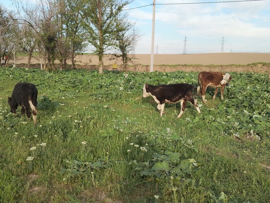 Таналар сатылады