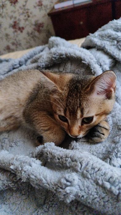 Милый котенок в добрые руки
