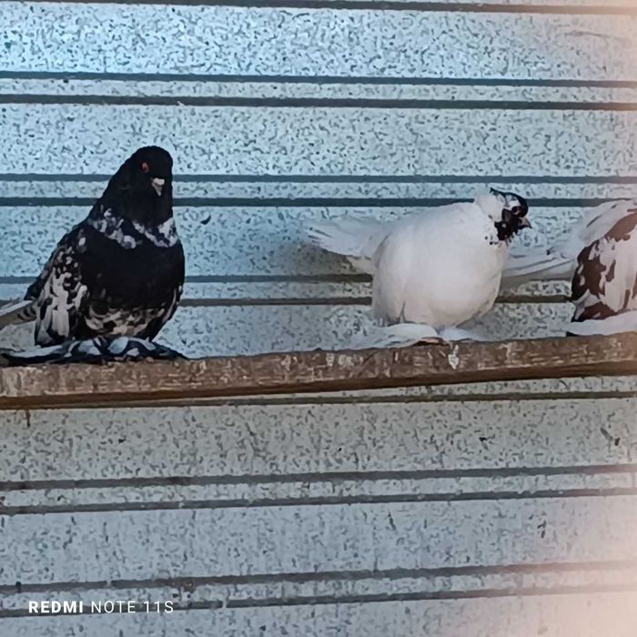 Голуби декоративные в Рудном.