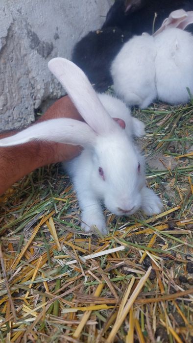Крольчиха с крольчатами