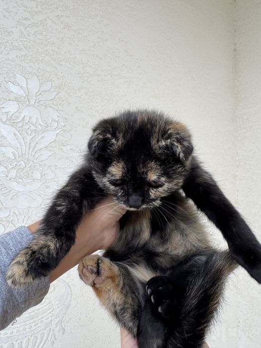 Mushuk bolasi scottish fold
