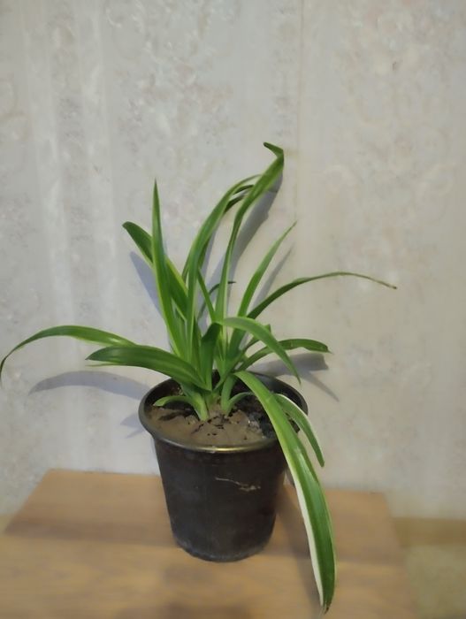 Хлорофитум полосатый .