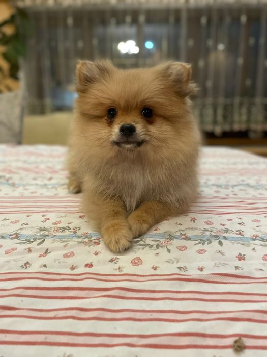 Продаются милые щенки шпица