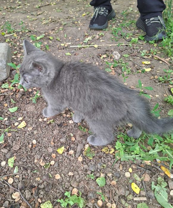 Отдам котёнка в добрые руки