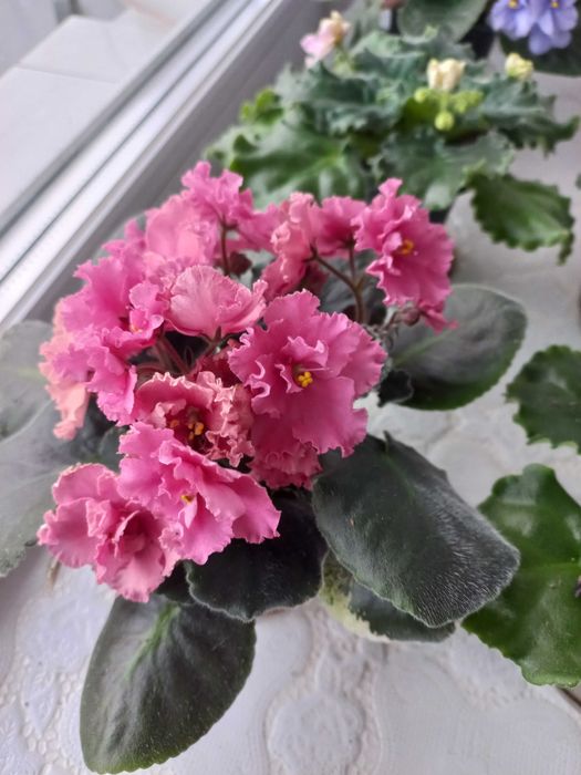 Продам фиалки, сенполии