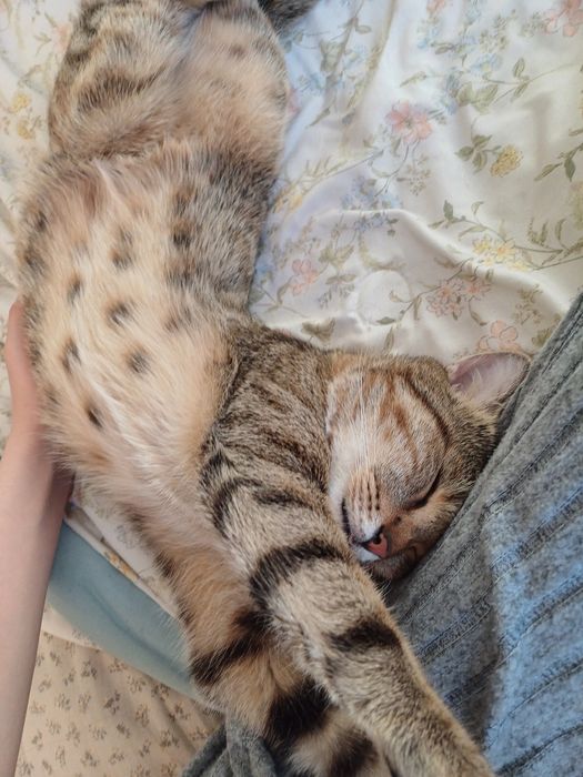 отдам кота в хорошие руки