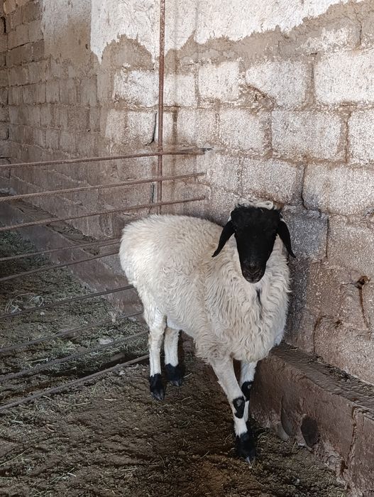 Qassob_serviz UZBEGIM_QASSOBLARI jivoy vesiga 85.000 mingdan