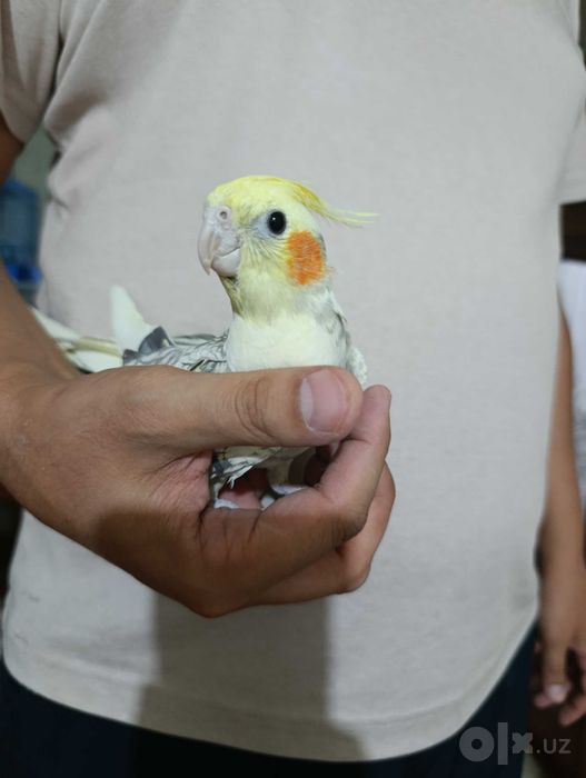 Попугайчики Корелла