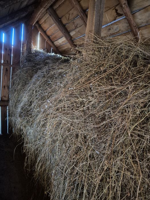 Vând lucernă și fân de gradina