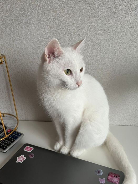 Отдам кошку приучинный в  горшке