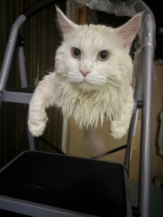 Мейн Кун котенок