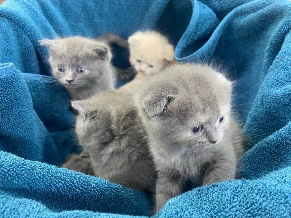 Милые котята — мама шотландка, папа британец