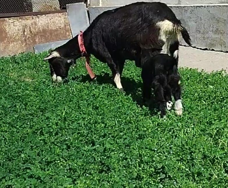 Альпийский сангу ешкі сатылады