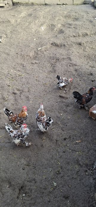 Cocosi richi Disponibili!