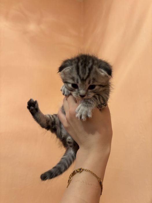 Шотландский котик, мальчик, продаётся