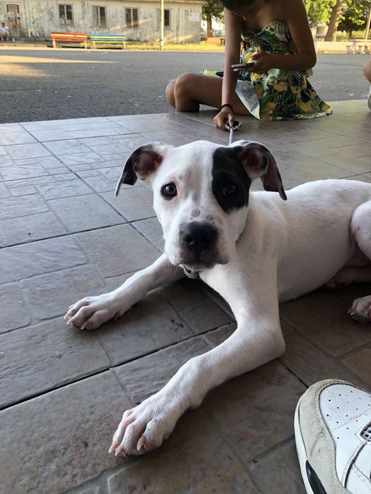 Продава се Pitbull Terrier