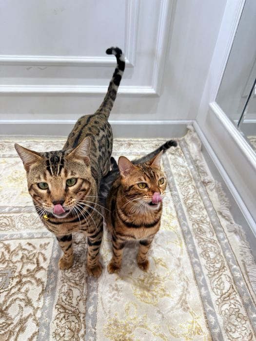 Bengal_mushuk_cats