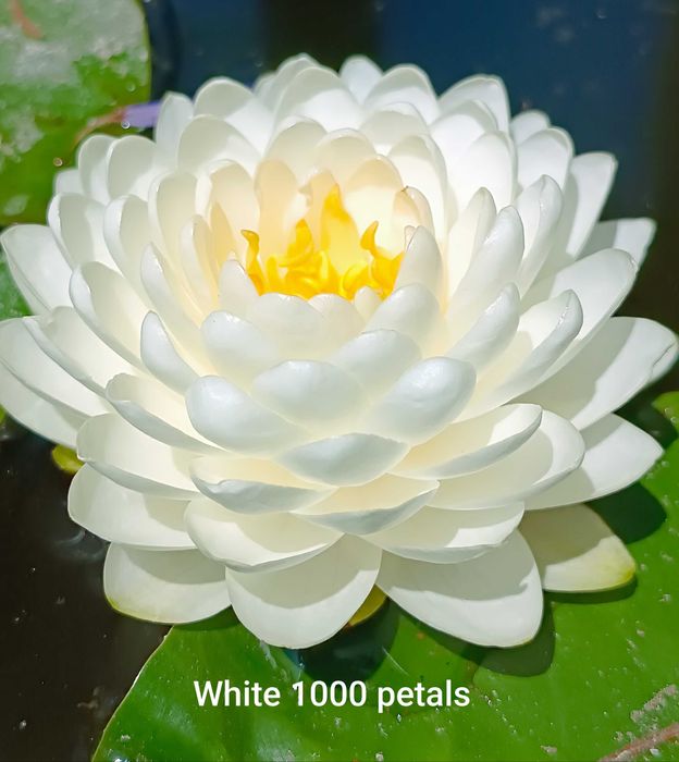 Сортови Водни лилии и тор за тях