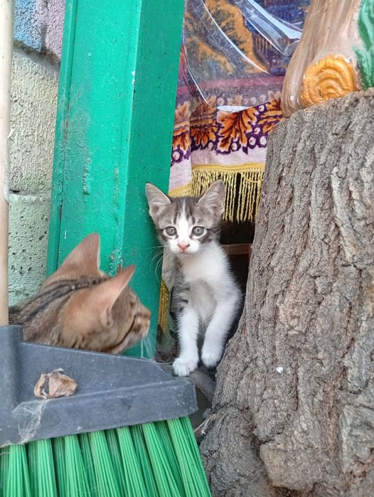 Отдадим котят бесплатно