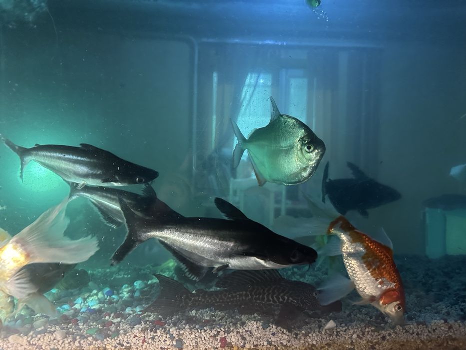 Аквариум с рыбами и декорациями