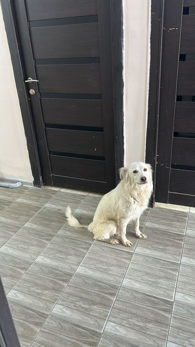 СуперСобака верная