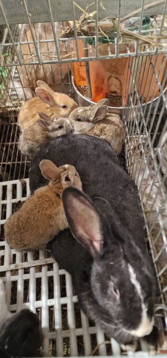 Iepuroaica si 7  pui Hycole si Panon