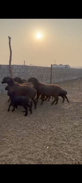 Қозылы қой. Парода гисса