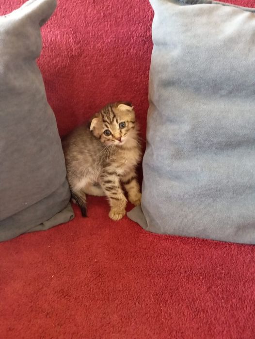 Котята только в ответственные руки