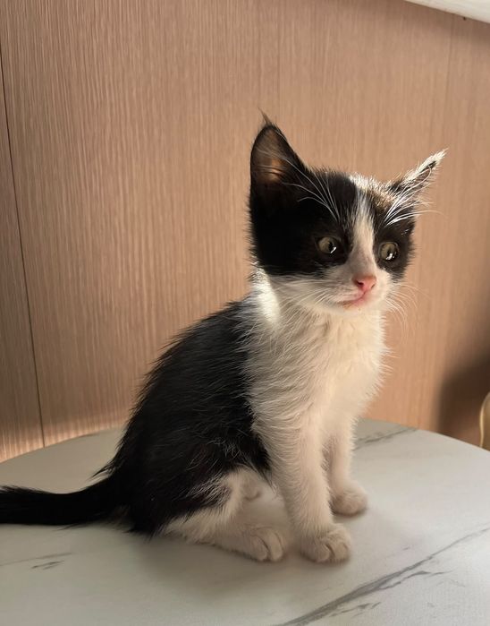 Котёнок ,котята мышилов мальчик