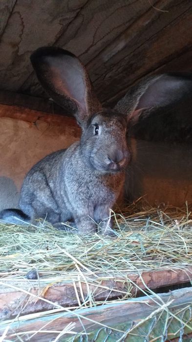 Puișori mici și mari