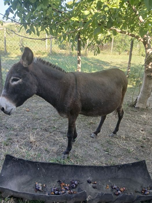 De vînzare 2magărițe si 1 magar