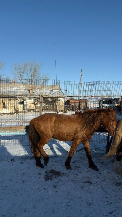 Сатылымда Құнан ат жабағы