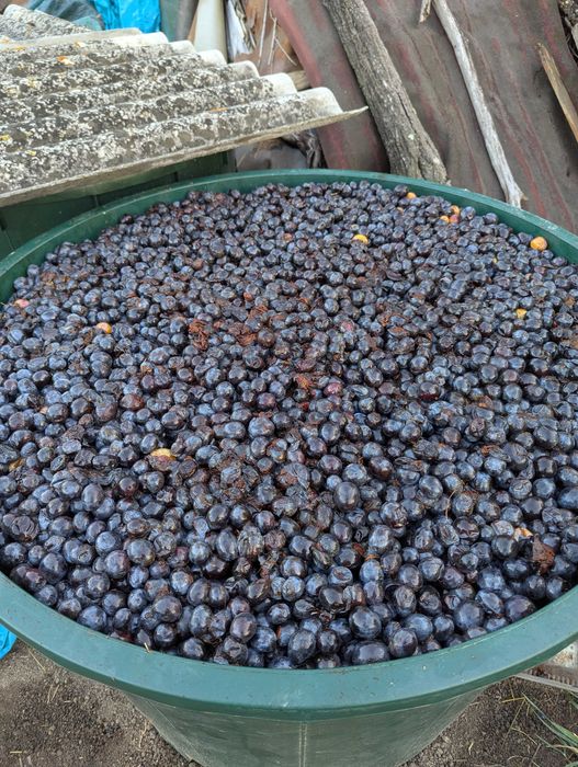 Prune pentru palinca